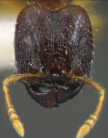 Media type: image;   Entomology 34285 Aspect: head frontal view